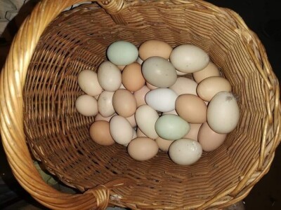 Elvis Dado Horvatinović zdravlje peradi jača češnjakom, octom i pepelom – kao naši stari