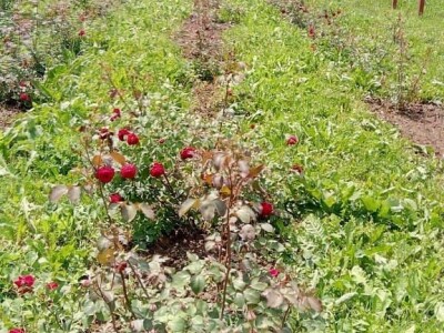 Emir Hadžijusufović proizvodi prirodni sirup od ruže