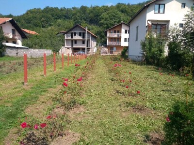 Emir Hadžijusufović proizvodi prirodni sirup od ruže