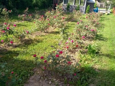 Emir Hadžijusufović proširio paletu proizvoda od ruže Emir Hadžijusufović proširio paletu proizvoda od ruže