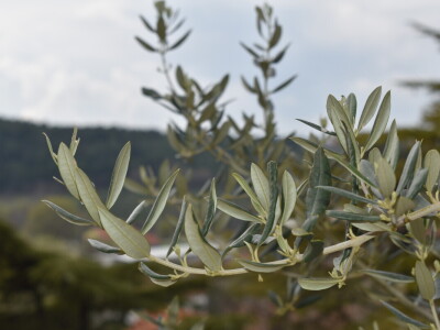 Entrada na 26. Noćnjaku