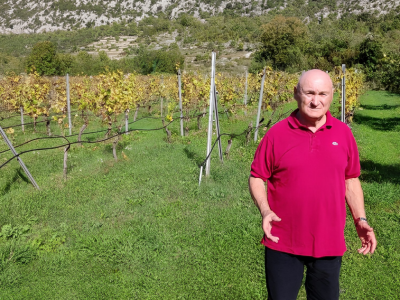 Berba u vinogradima Branka Roglića