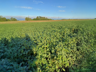 OPG Damir Marošević ProSeed