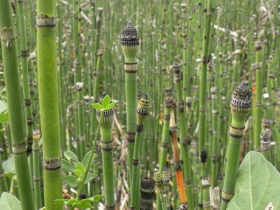 Zimska preslica Zimska preslica