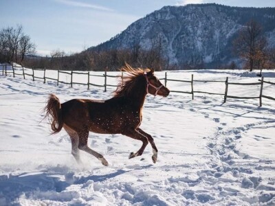 Spasio ergelu s Borika i napravio carstvo rasnih konja arapske pasmine