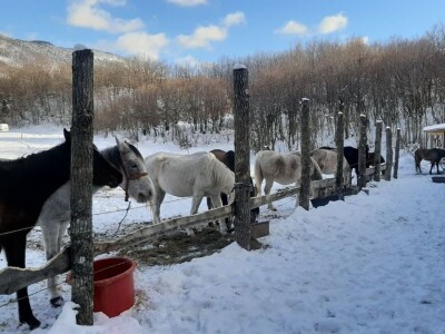 Spasio ergelu s Borika i napravio carstvo rasnih konja arapske pasmine