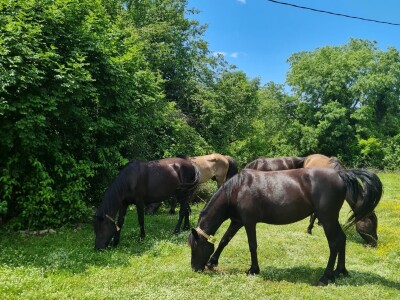Ergela Šutalo Ergela Šutalo