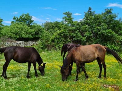 Ergela Šutalo Ergela Šutalo