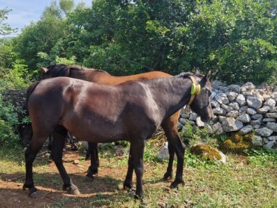 Ergela Šutalo Ergela Šutalo