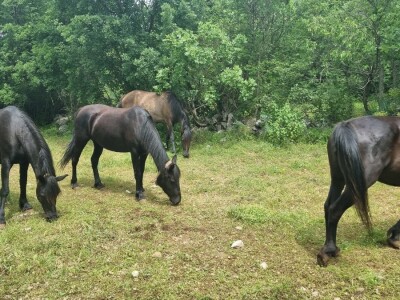 Ergela Šutalo Ergela Šutalo