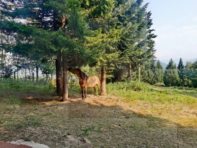 Ergela u selu Malkoč/Lučice iznad Fojnice