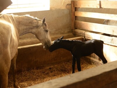 Ergela "Vučijak" Prnjavor