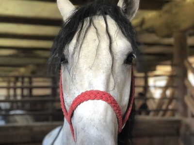 Ergela "Vučijak" Prnjavor