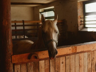 Ergela "Vučijak" Prnjavor