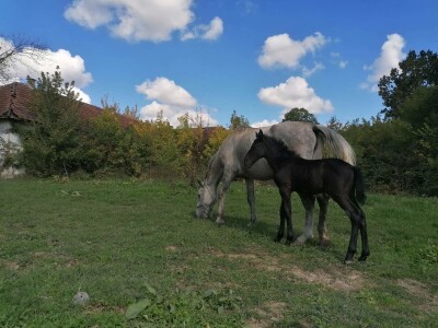 Ergela "Vučijak" Prnjavor