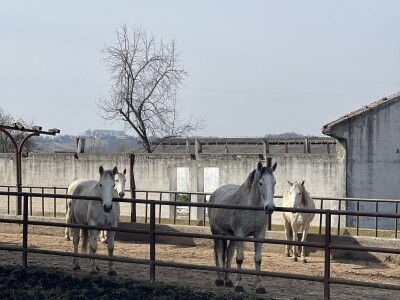 Ergela "Vučijak" Prnjavor