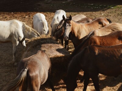 Ergela "Vučijak" Prnjavor