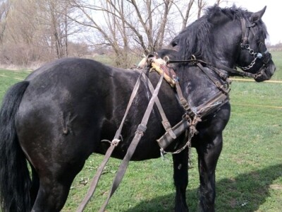 Ergela hrvatskog hladnokrvnjaka