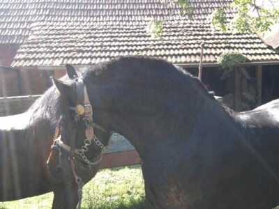 Ergela hrvatskog hladnokrvnjaka