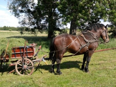Ergela hrvatskog hladnokrvnjaka