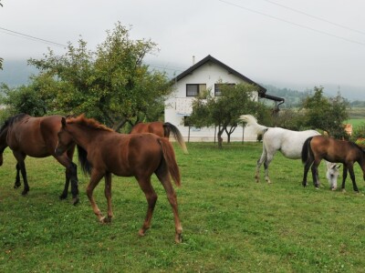 Erići ipak ostvaruju svoj san