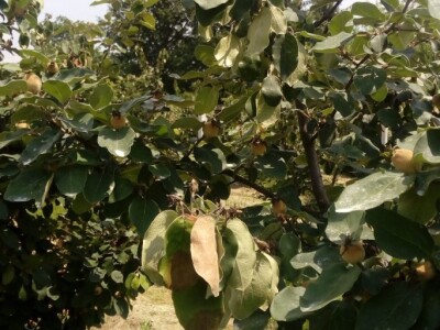 Erwinia amylovora na dunjama