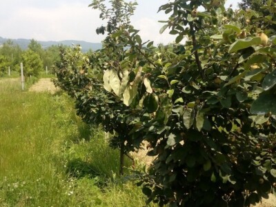 Erwinia amylovora na dunjama