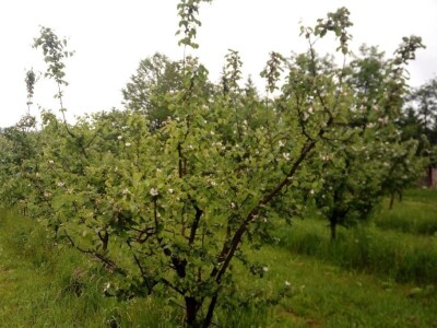 Erwinia amylovora na dunjama