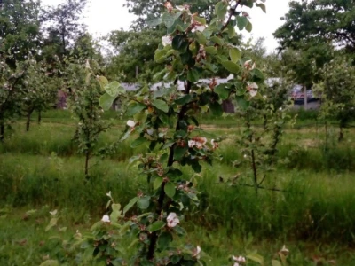 Erwinia amylovora na dunjama
