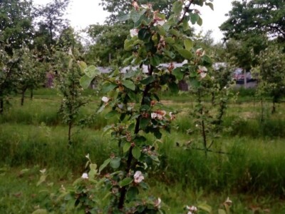 Erwinia amylovora na dunjama