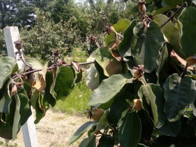 Erwinia amylovora na dunjama