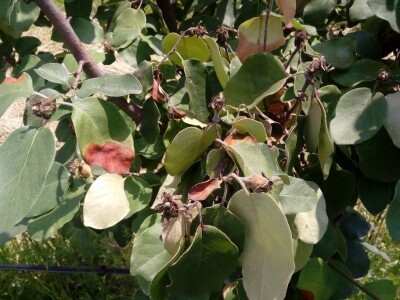 Erwinia amylovora na dunjama