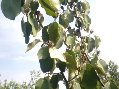 Erwinia amylovora na dunjama