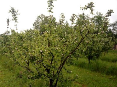 Erwinia amylovora na dunjama