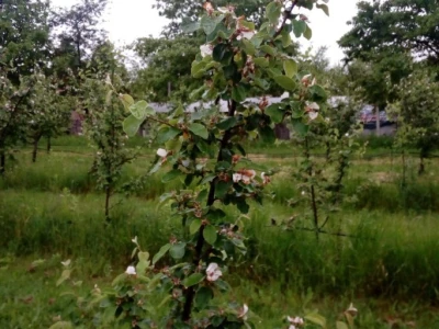 Erwinia amylovora na dunjama