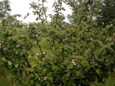 Erwinia amylovora na dunjama