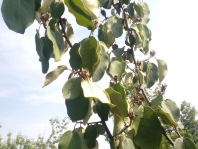 Erwinia amylovora na dunjama