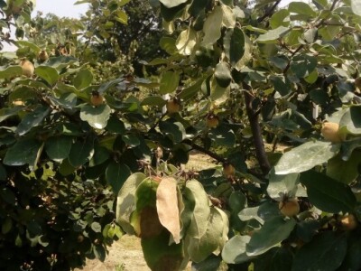 Erwinia amylovora na dunjama