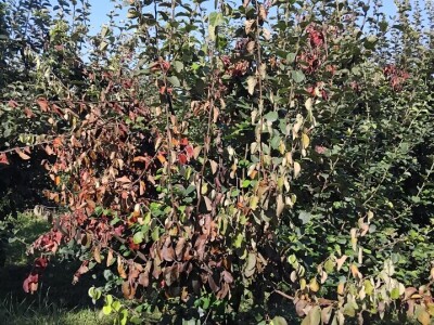 Erwinia i ove godine napala dunju