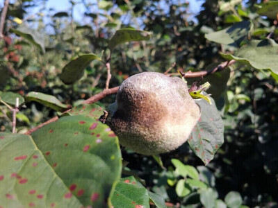 Erwinia i ove godine napala dunju