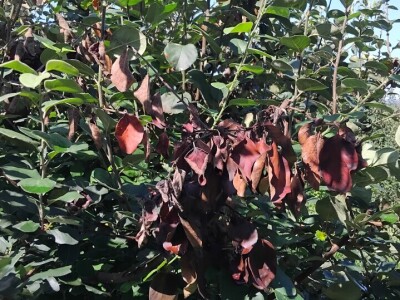 Erwinia i ove godine napala dunju