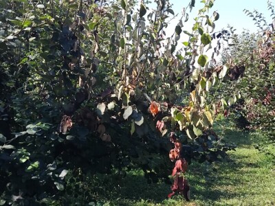 Erwinia i ove godine napala dunju