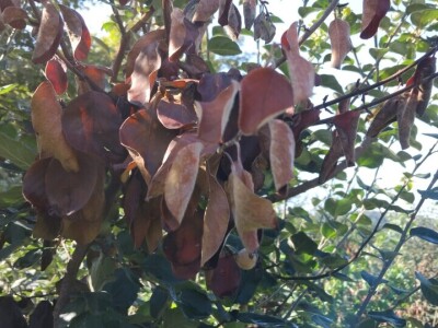 Erwinia i ove godine napala dunju