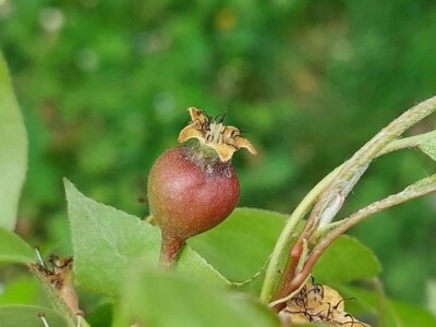 Erwinia na kruškama