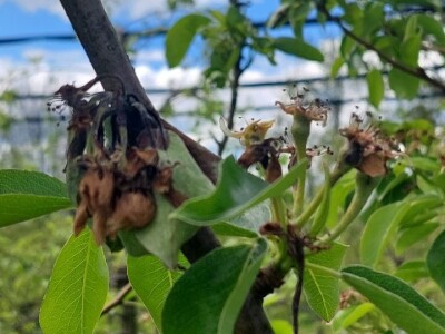 Erwinia na kruškama