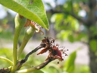 Erwinia na kruškama