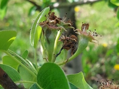 Erwinia na kruškama