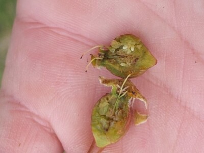 Erwinia na kruškama