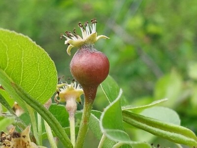 Erwinia na kruškama