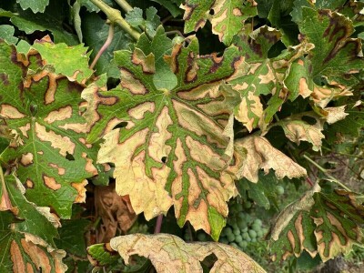 Eska u vinogradima Eska u vinogradima